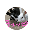 リアルウサギ（個別スタンプ：5）