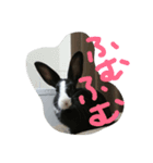 リアルウサギ（個別スタンプ：6）