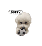 Bichon Bichon（個別スタンプ：6）