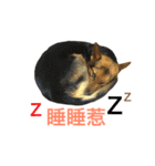 The baby dog（個別スタンプ：2）