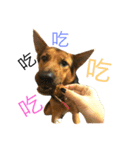 The baby dog（個別スタンプ：3）