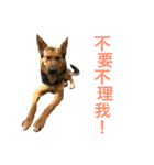 The baby dog（個別スタンプ：7）