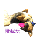 The baby dog（個別スタンプ：9）