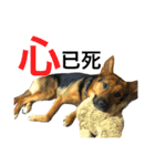 The baby dog（個別スタンプ：10）