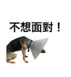 The baby dog（個別スタンプ：11）