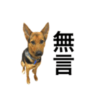 The baby dog（個別スタンプ：12）