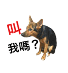 The baby dog（個別スタンプ：13）