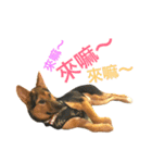 The baby dog（個別スタンプ：14）