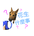 The baby dog（個別スタンプ：15）