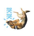 The baby dog（個別スタンプ：17）