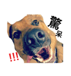 The baby dog（個別スタンプ：18）
