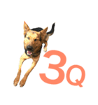 The baby dog（個別スタンプ：19）