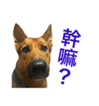 The baby dog（個別スタンプ：20）
