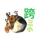The baby dog（個別スタンプ：21）