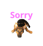 The baby dog（個別スタンプ：22）