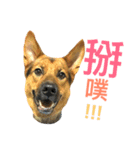 The baby dog（個別スタンプ：23）
