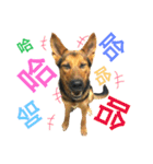 The baby dog（個別スタンプ：24）