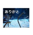 チンアナゴの一言（個別スタンプ：1）