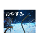 チンアナゴの一言（個別スタンプ：4）