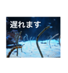 チンアナゴの一言（個別スタンプ：6）