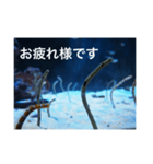 チンアナゴの一言（個別スタンプ：7）