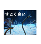 チンアナゴの一言（個別スタンプ：14）