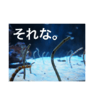 チンアナゴの一言（個別スタンプ：15）