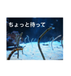 チンアナゴの一言（個別スタンプ：17）