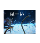 チンアナゴの一言（個別スタンプ：24）