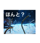 チンアナゴの一言（個別スタンプ：26）