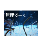 チンアナゴの一言（個別スタンプ：29）