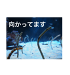 チンアナゴの一言（個別スタンプ：30）