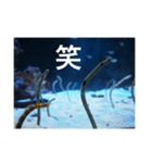 チンアナゴの一言（個別スタンプ：35）