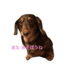 わたしの可愛い ニャンコとワンコ（個別スタンプ：1）