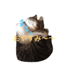 わたしの可愛い ニャンコとワンコ（個別スタンプ：7）