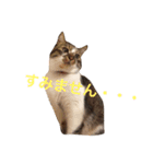 わたしの可愛い ニャンコとワンコ（個別スタンプ：10）