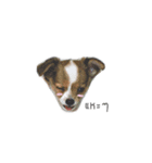 ChihuaJung2（個別スタンプ：3）