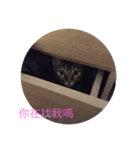 CatCatCattttt（個別スタンプ：5）