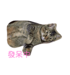 CatCatCattttt（個別スタンプ：6）