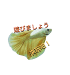 日常系の魚（個別スタンプ：13）