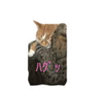 うちのねこ(その②)（個別スタンプ：5）