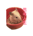 Adorable pet（個別スタンプ：2）