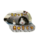 ねこもわいわいスタンプvol.2（個別スタンプ：17）