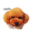 Riches dog life daily（個別スタンプ：1）