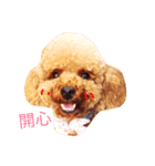 Riches dog life daily（個別スタンプ：2）