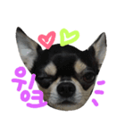 chihuahua banji（個別スタンプ：2）