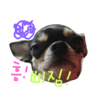 chihuahua banji（個別スタンプ：5）