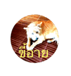 little dog and friend（個別スタンプ：14）