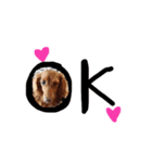 C-ute dog（個別スタンプ：6）