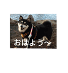 黒柴犬 日本犬（個別スタンプ：1）